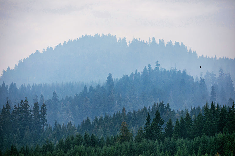 Wildfire smoke pollution over the Cascade Mountains of the Pacific Northwest