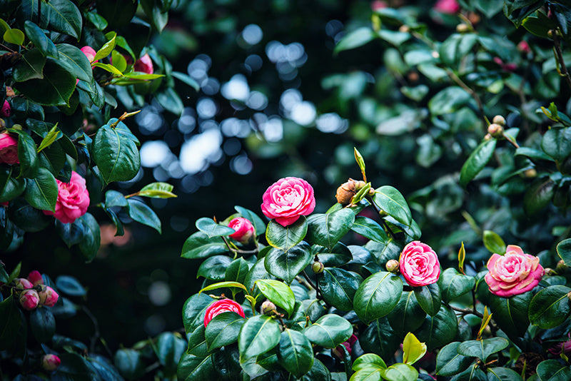 Camellia tree blossoms in the sunlight