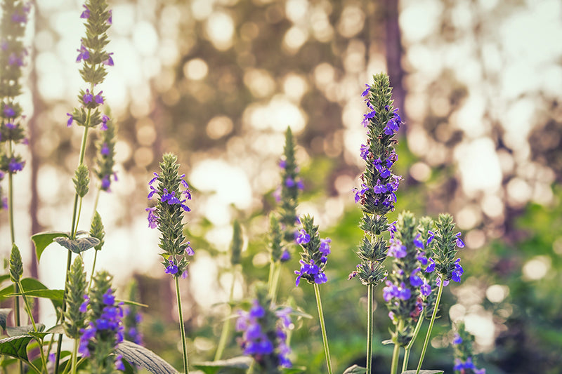 Chia plants (Salvia hispanica) flowering in the sun