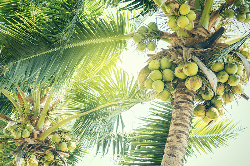 Young coconut bundles high on the tree enjoying the sun