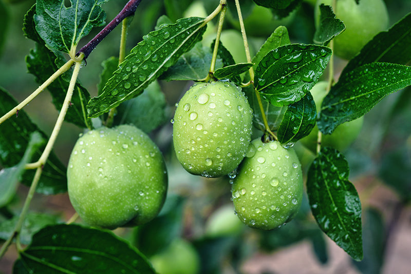 Organic Golden Jojoba